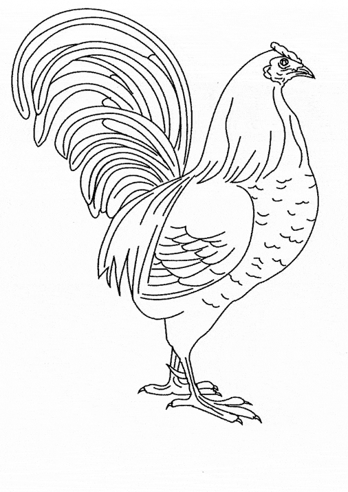 113 Chicken Coloring Pages Free Printable 64