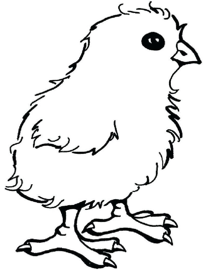 113 Chicken Coloring Pages Free Printable 68