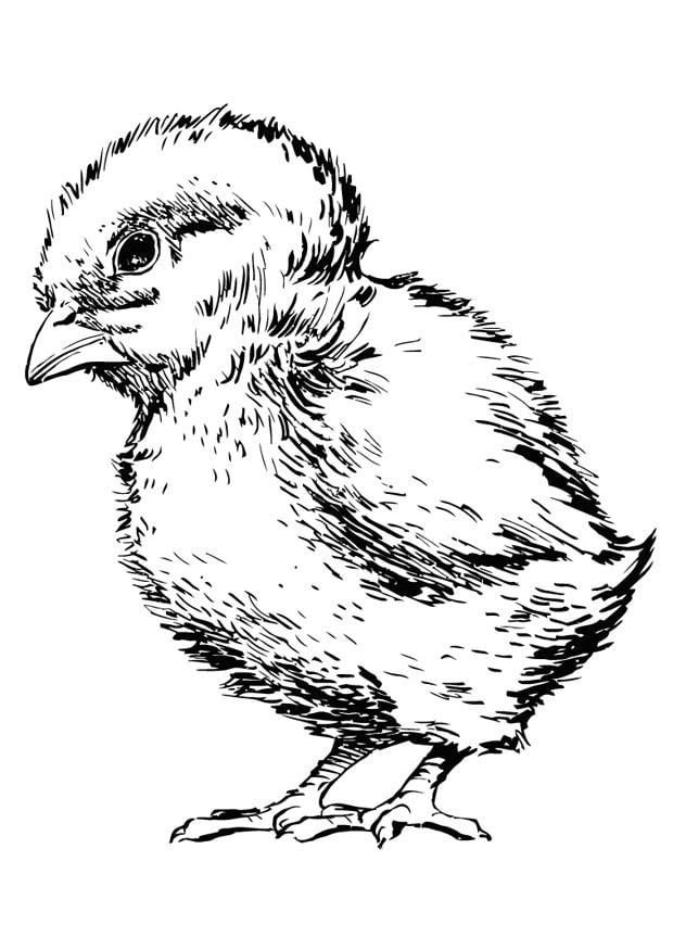 113 Chicken Coloring Pages Free Printable 70