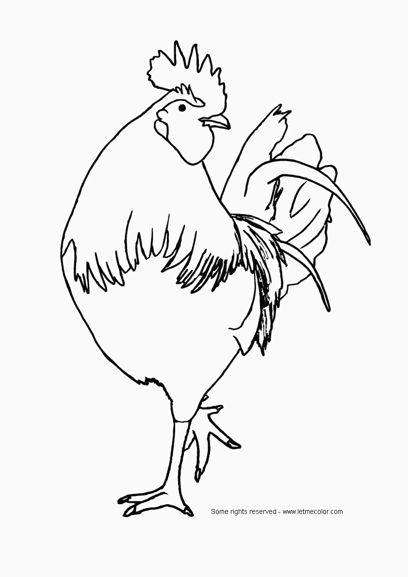 113 Chicken Coloring Pages Free Printable 90