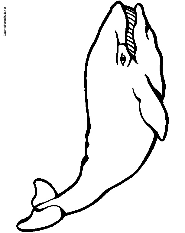 113 Whale Coloring Pages for Kids Printable 113