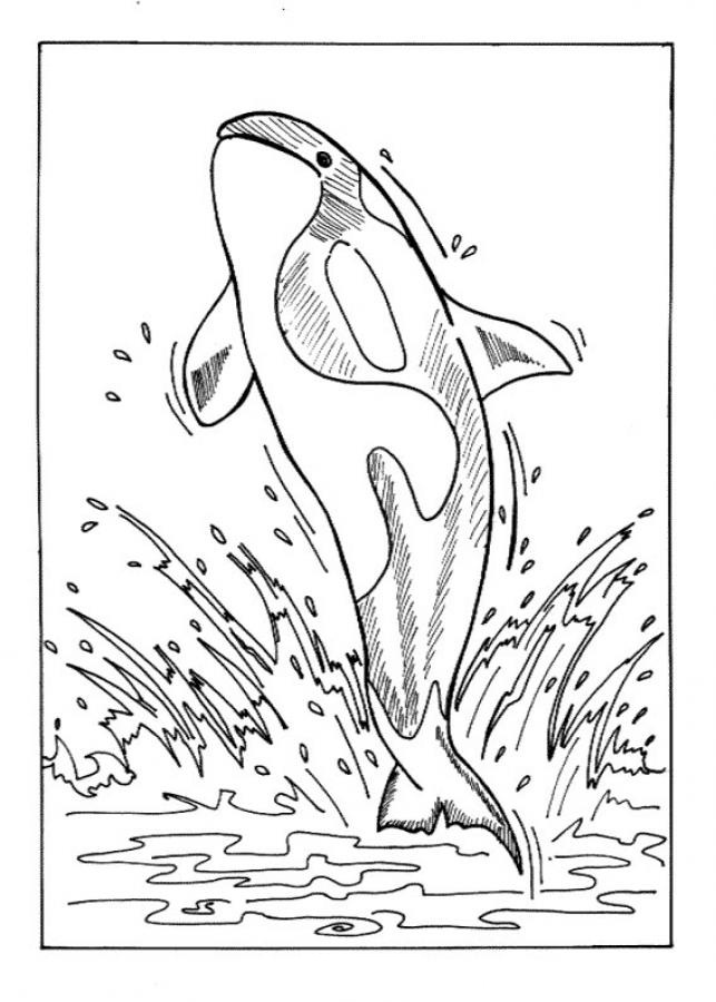 113 Whale Coloring Pages for Kids Printable 13