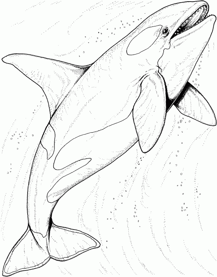 113 Whale Coloring Pages for Kids Printable 2