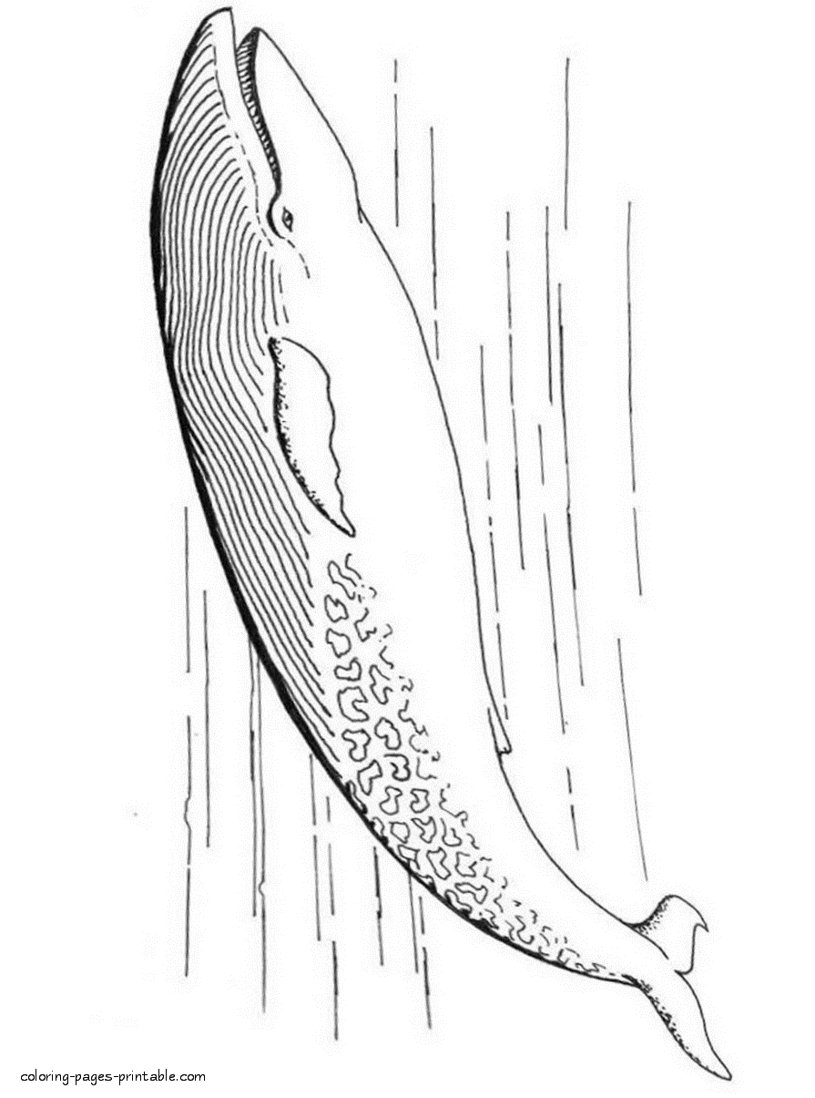 113 Whale Coloring Pages for Kids Printable 36