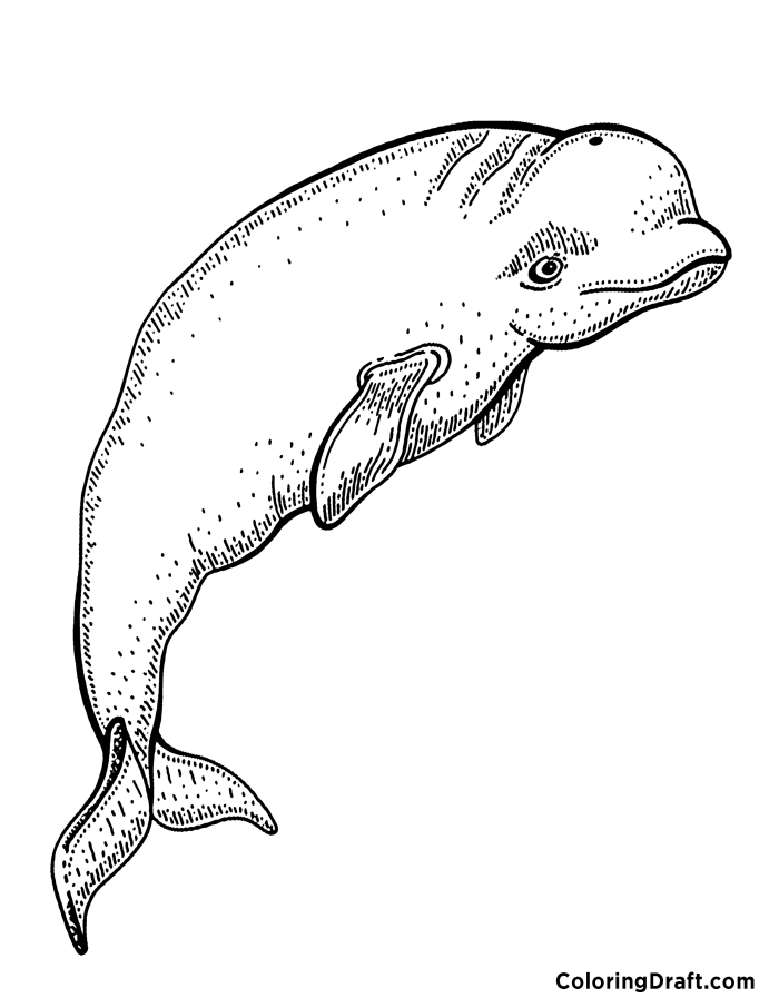 113 Whale Coloring Pages for Kids Printable 38