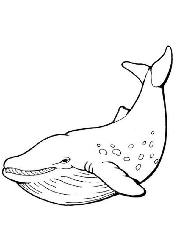 113 Whale Coloring Pages for Kids Printable 4