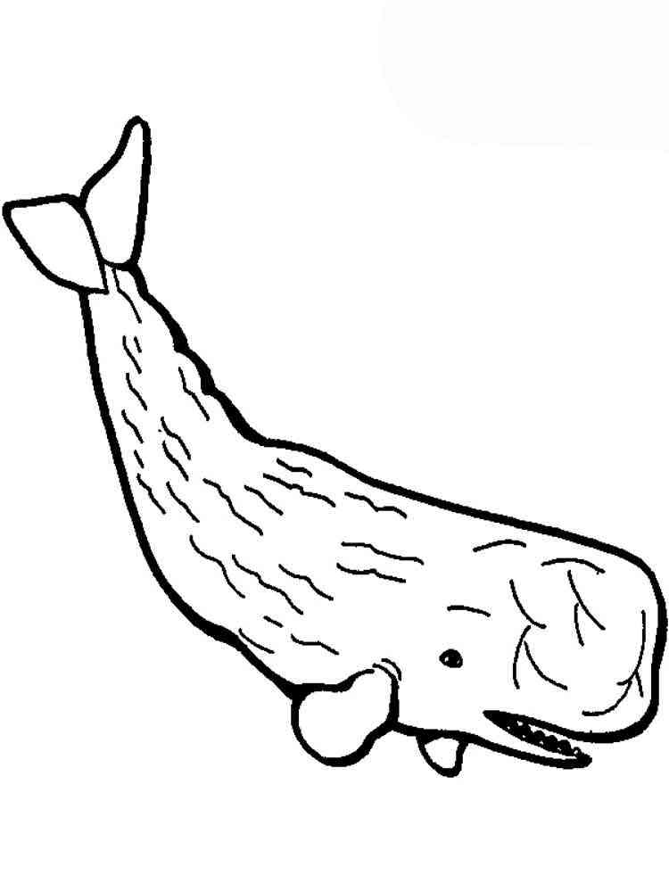 113 Whale Coloring Pages for Kids Printable 49