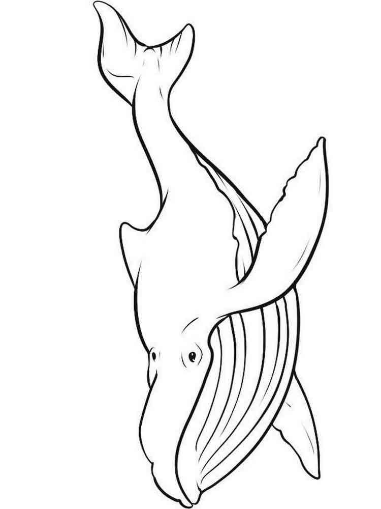 113 Whale Coloring Pages for Kids Printable 51