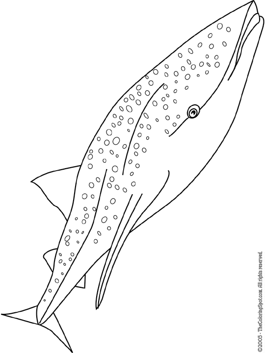 113 Whale Coloring Pages for Kids Printable 52