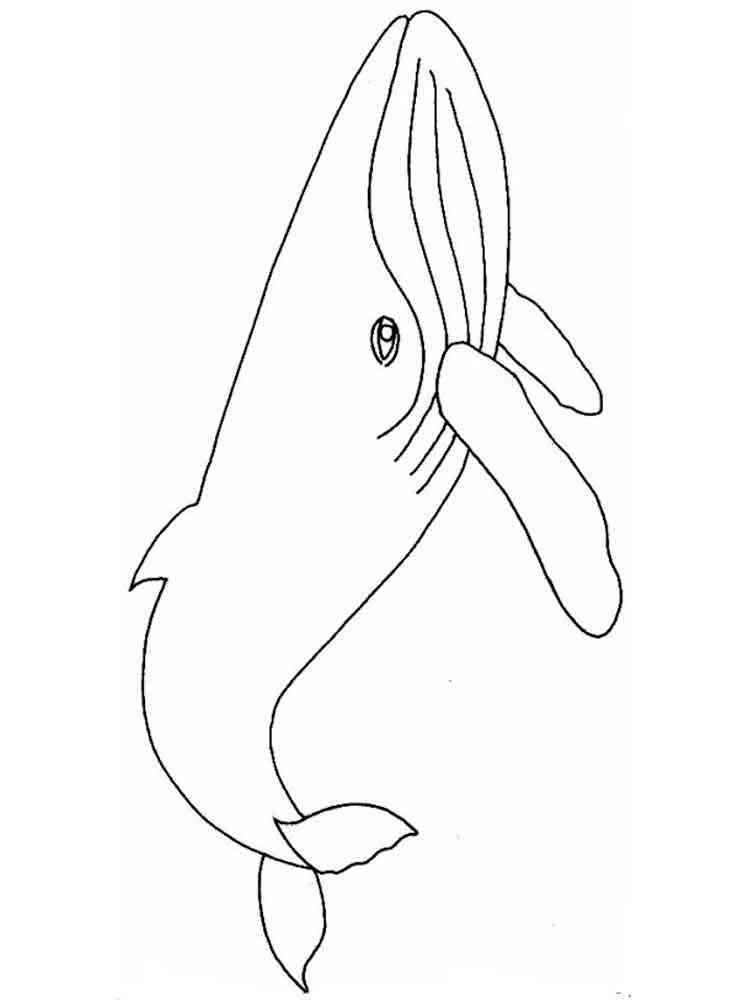 113 Whale Coloring Pages for Kids Printable 63