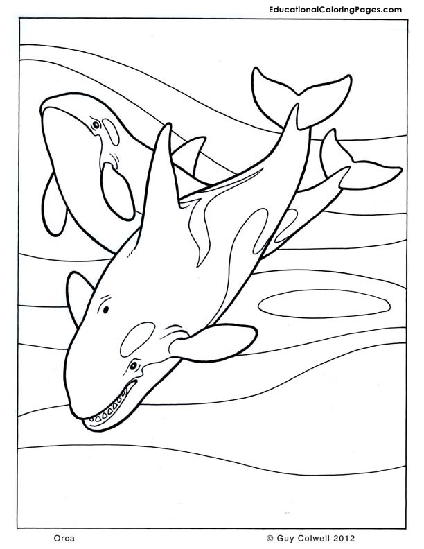 113 Whale Coloring Pages for Kids Printable 66