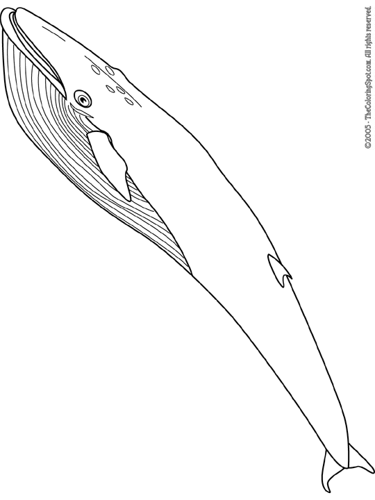 113 Whale Coloring Pages for Kids Printable 67