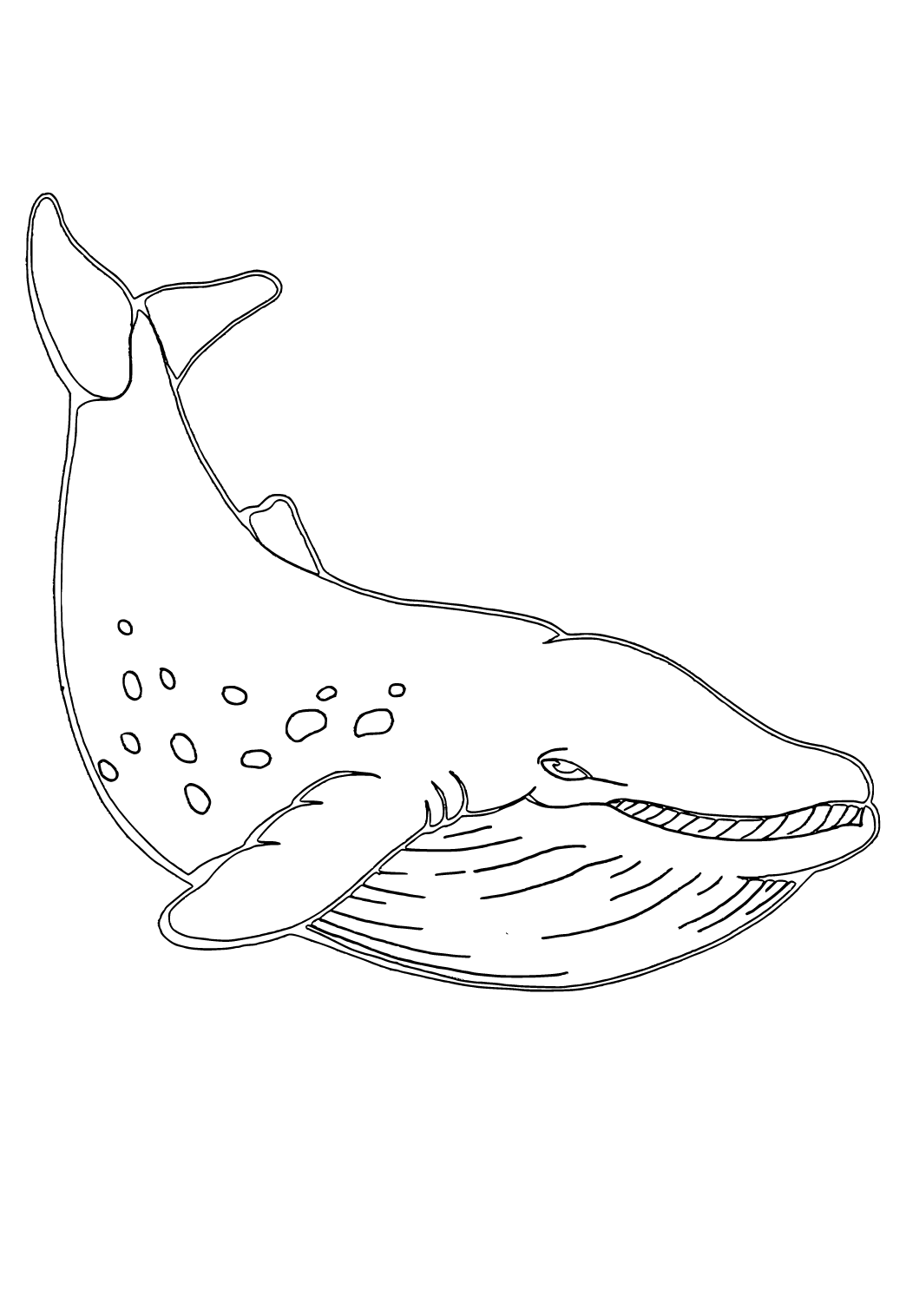 113 Whale Coloring Pages for Kids Printable 75