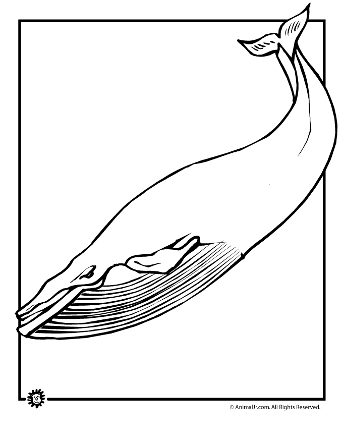 113 Whale Coloring Pages for Kids Printable 76