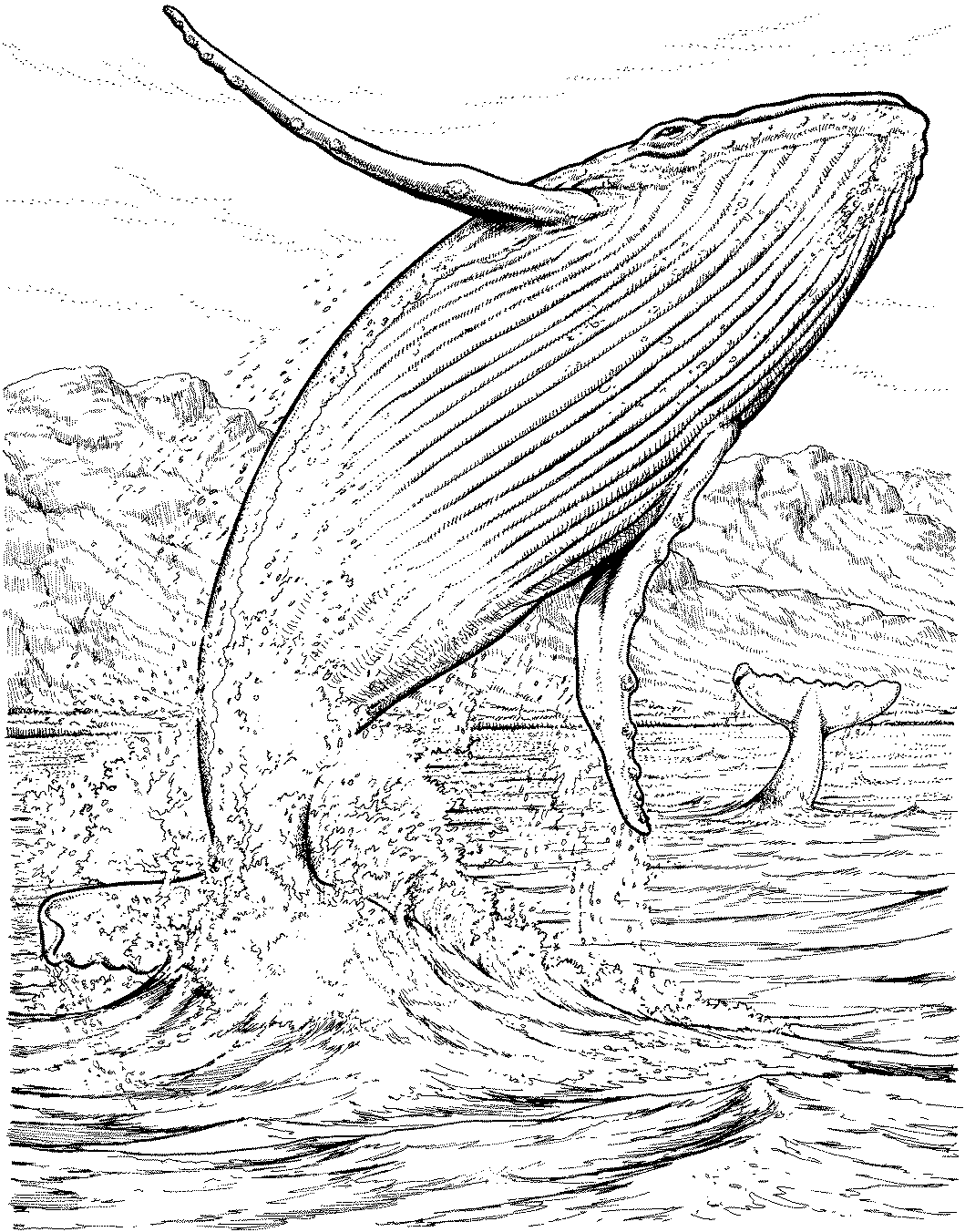 113 Whale Coloring Pages for Kids Printable 91