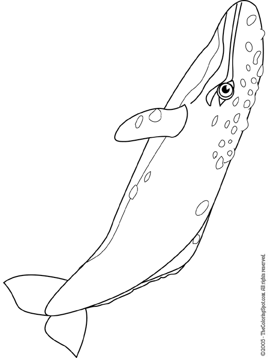 whale coloring pages for kids printable jpg