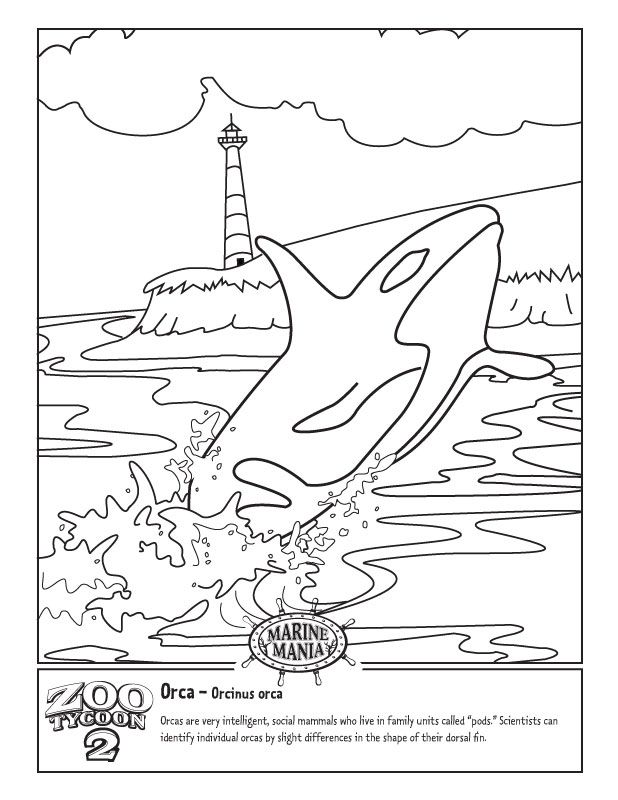 whale coloring pages for kids printable jpg